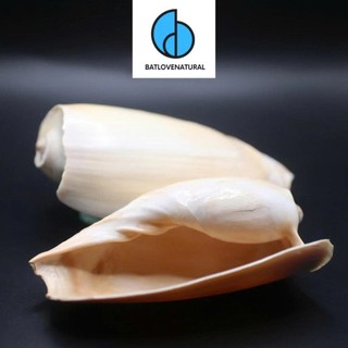 Vỏ ốc Cymbium Cymbium 8cm - Vỏ ốc trang trí nhiều kích thước - Vỏ ốc đẹp