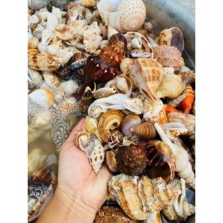 1KG Vỏ Sò Trang Trí Nhiều Màu - Vỏ Sò Decor - Trang trí bể cá, Nhiều Size Mini Đến To (1 Túi)