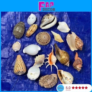{Gía Rẻ} Vỏ ốc biển trang trí nhiều mẫu, phụ kiện vỏ ốc xà cừ trang trí decor hàng đẹp