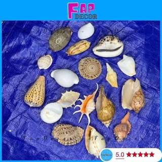 {Gía Rẻ} Vỏ ốc biển trang trí nhiều mẫu, phụ kiện vỏ ốc xà cừ trang trí decor hàng đẹp