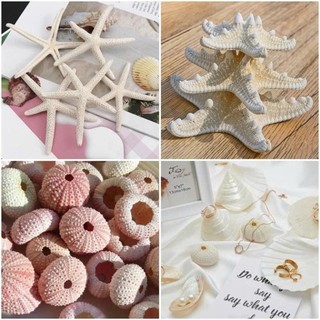 NHÍM BIỂN, ỐC, VỎ SÒ BIỂN Dựng Concept, Chụp Nail, Trang Sức, Trang Trí Chụp Ảnh, Làm Handmade