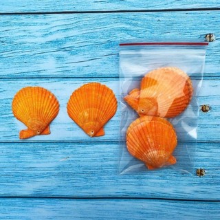 Vỏ Sò Trang Trí Đục Lỗ Sẵn - Vỏ Ốc Có Lỗ Decor Làm Handmade Nhiều Size Mini Đến To (1 Túi)