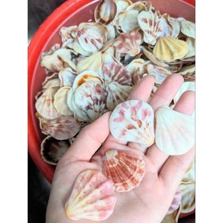 Giá sỉ 1kg vỏ sò điệp - xò bay mix nhiều màu tự nhiên
