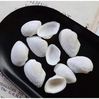 100gram Vỏ Sò Trắng trên dưới 1cm , từ 2_3cm và 3.5 cm đến 4.2cm