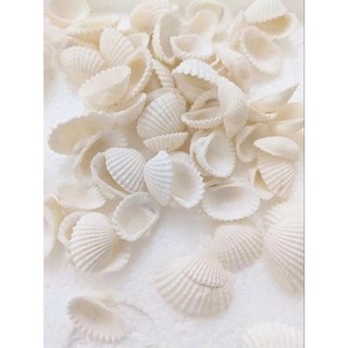 100gram Vỏ Sò Trắng trên dưới 1cm , từ 2_3cm và 3.5 cm đến 4.2cm