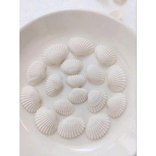 100gram Vỏ Sò Trắng trên dưới 1cm , từ 2_3cm và 3.5 cm đến 4.2cm