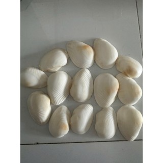 100gram Vỏ Sò Trắng trên dưới 1cm , từ 2_3cm và 3.5 cm đến 4.2cm