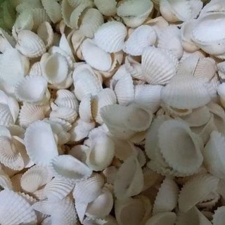 100gram Vỏ Sò Trắng trên dưới 1cm , từ 2_3cm và 3.5 cm đến 4.2cm