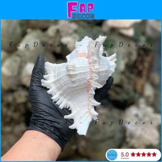 (HÀNG VIP) VỎ ỐC GAI MIỆNG HỒNG SIZE ĐẠI XỬ LÝ SẠCH ĐẸP XÀ CỪ BÓNG CAO CẤP DECOR TRANG TRÍ - FAPDECOR