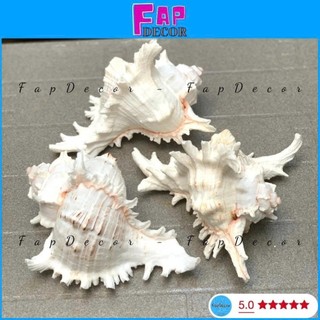 (HÀNG VIP) VỎ ỐC GAI MIỆNG HỒNG SIZE ĐẠI XỬ LÝ SẠCH ĐẸP XÀ CỪ BÓNG CAO CẤP DECOR TRANG TRÍ - FAPDECOR