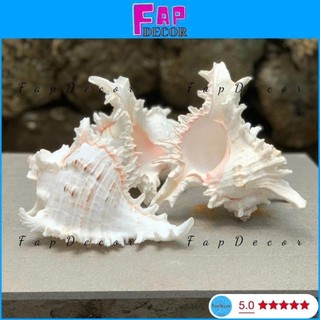 (HÀNG VIP) VỎ ỐC GAI MIỆNG HỒNG SIZE ĐẠI XỬ LÝ SẠCH ĐẸP XÀ CỪ BÓNG CAO CẤP DECOR TRANG TRÍ - FAPDECOR