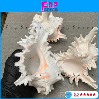 (HÀNG VIP) VỎ ỐC GAI MIỆNG HỒNG SIZE ĐẠI XỬ LÝ SẠCH ĐẸP XÀ CỪ BÓNG CAO CẤP DECOR TRANG TRÍ - FAPDECOR