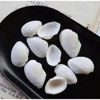 Sò, Ốc, San Hô trang trí chụp ảnh nail, chụp đồ trang sức, làm handmade xinh xắn
