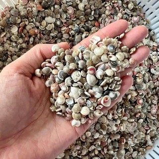 500 gram Ốc ruốc tự nhiên nhiều màu phụ liệu handmade,decor