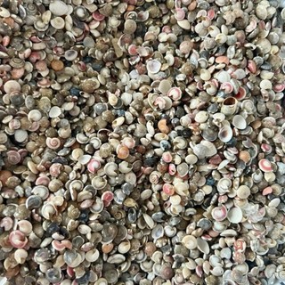 500 gram Ốc ruốc tự nhiên nhiều màu phụ liệu handmade,decor