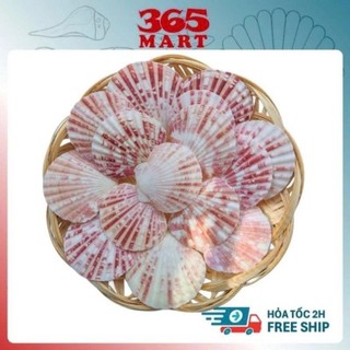 200g Vỏ sò điệp sọc - Vỏ sò trang trí - phụ kiện thủy sinh