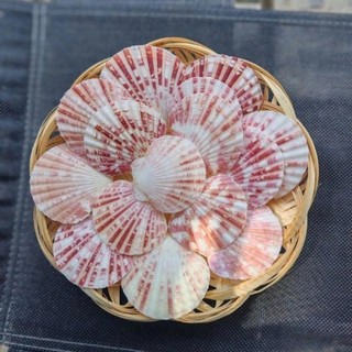 200g Vỏ sò điệp sọc - Vỏ sò trang trí - phụ kiện thủy sinh
