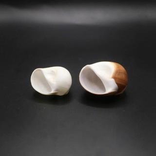 Vỏ ốc Moon Snail - Vỏ ốc mượn hồn - Vỏ ốc trang trí nhiều kích thước.