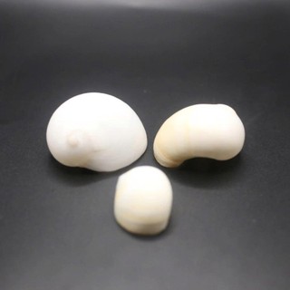 Vỏ ốc Moon Snail - Vỏ ốc mượn hồn - Vỏ ốc trang trí nhiều kích thước.
