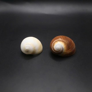 Vỏ ốc Moon Snail - Vỏ ốc mượn hồn - Vỏ ốc trang trí nhiều kích thước.