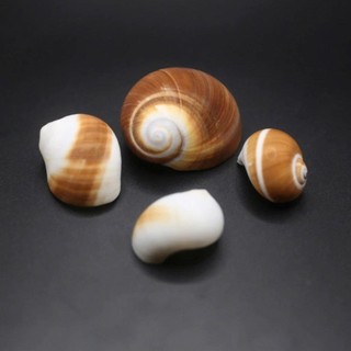 Vỏ ốc Moon Snail - Vỏ ốc mượn hồn - Vỏ ốc trang trí nhiều kích thước.