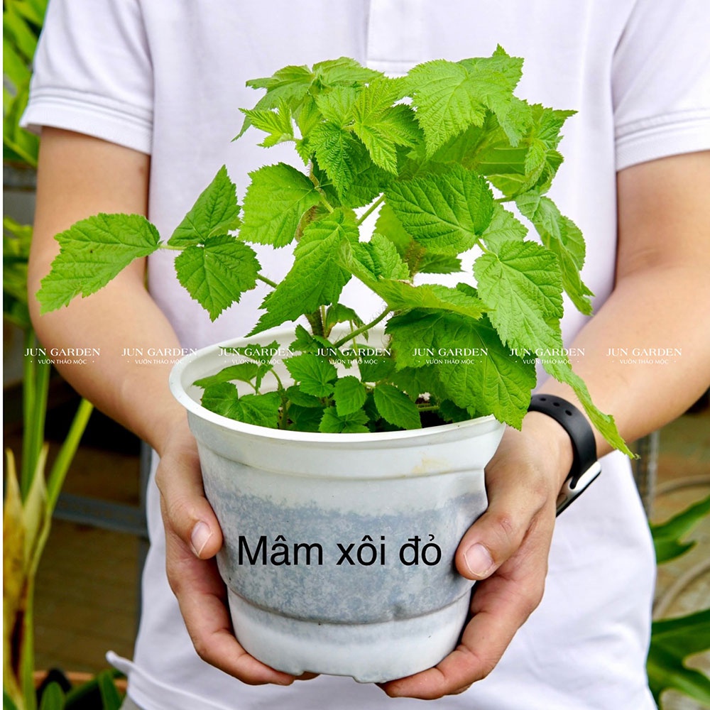 vn 11134202 7r98o