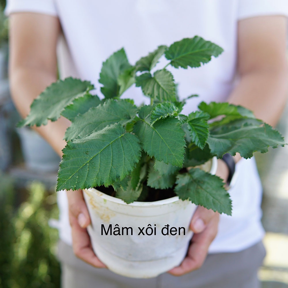 vn 11134202 7r98o