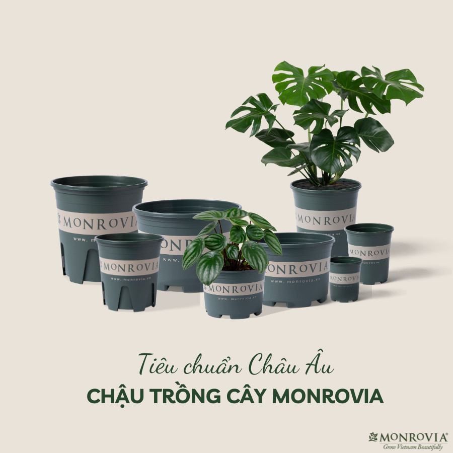 Mô tả Chậu nhựa trồng cây MONROVIA size Nhỏ trong nhà, sân vườn cho hoa hồng, cây cảnh, kiểng lá tiêu chuẩn Châu Âu - 1