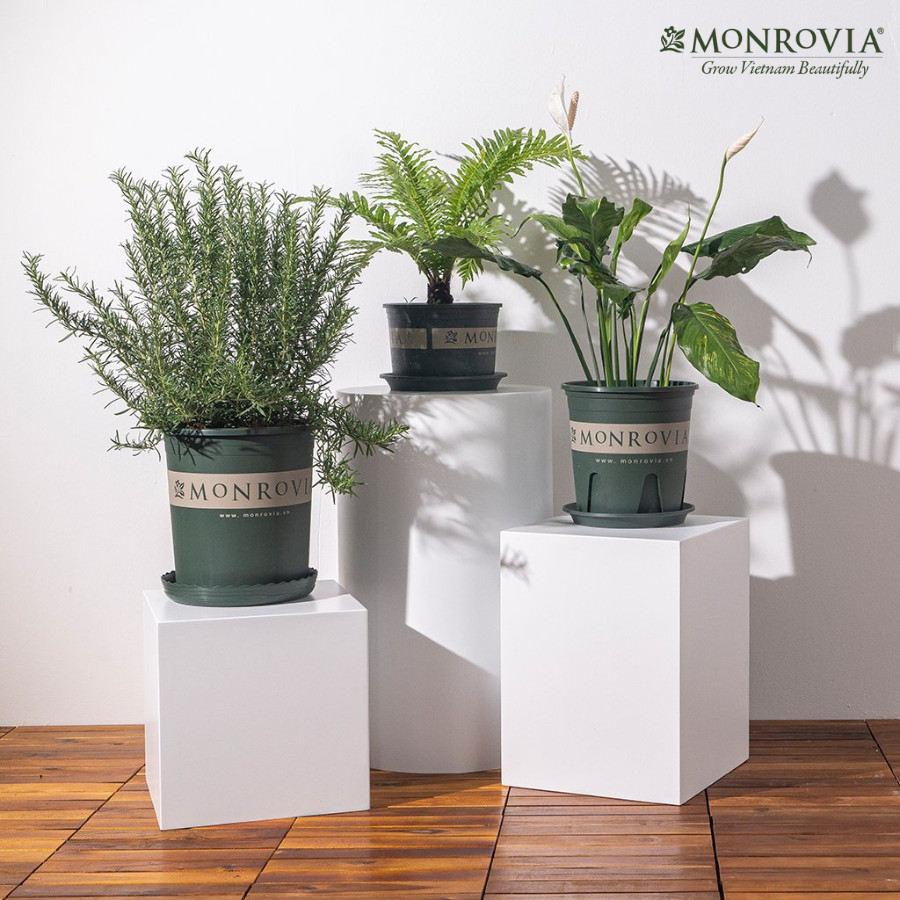 Mô tả Chậu nhựa trồng cây MONROVIA size Nhỏ trong nhà, sân vườn cho hoa hồng, cây cảnh, kiểng lá tiêu chuẩn Châu Âu - 4