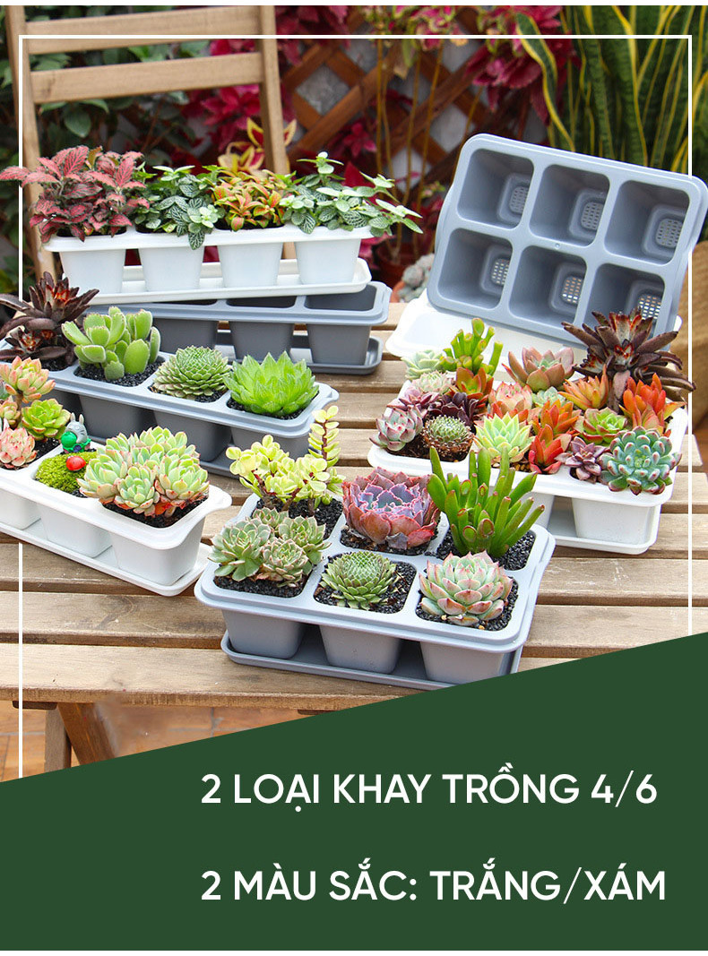 Mô tả Chậu trồng sen đá MONROVIA, trồng cây mini, hoa nhí, xương rồng, bonsai kèm đĩa lót - 1