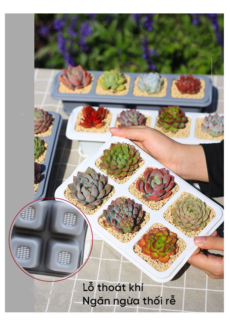 Mô tả Chậu trồng sen đá MONROVIA, trồng cây mini, hoa nhí, xương rồng, bonsai kèm đĩa lót - 4