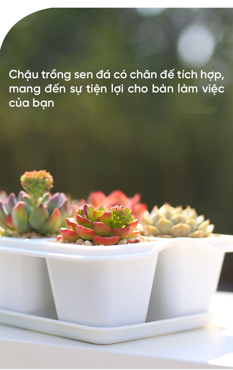 Mô tả Chậu trồng sen đá MONROVIA, trồng cây mini, hoa nhí, xương rồng, bonsai kèm đĩa lót - 5