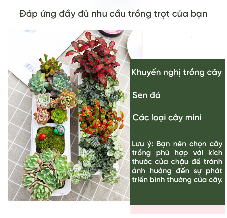Mô tả Chậu trồng sen đá MONROVIA, trồng cây mini, hoa nhí, xương rồng, bonsai kèm đĩa lót - 6