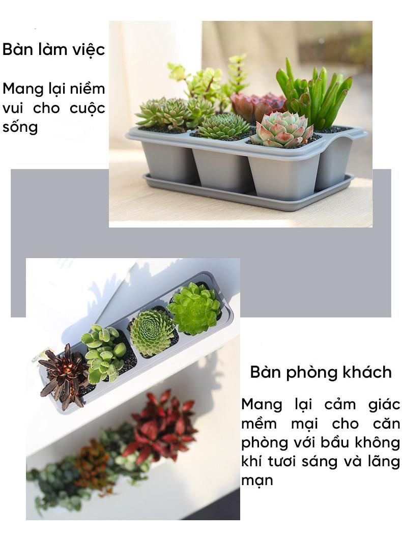 Mô tả Chậu trồng sen đá MONROVIA, trồng cây mini, hoa nhí, xương rồng, bonsai kèm đĩa lót - 7