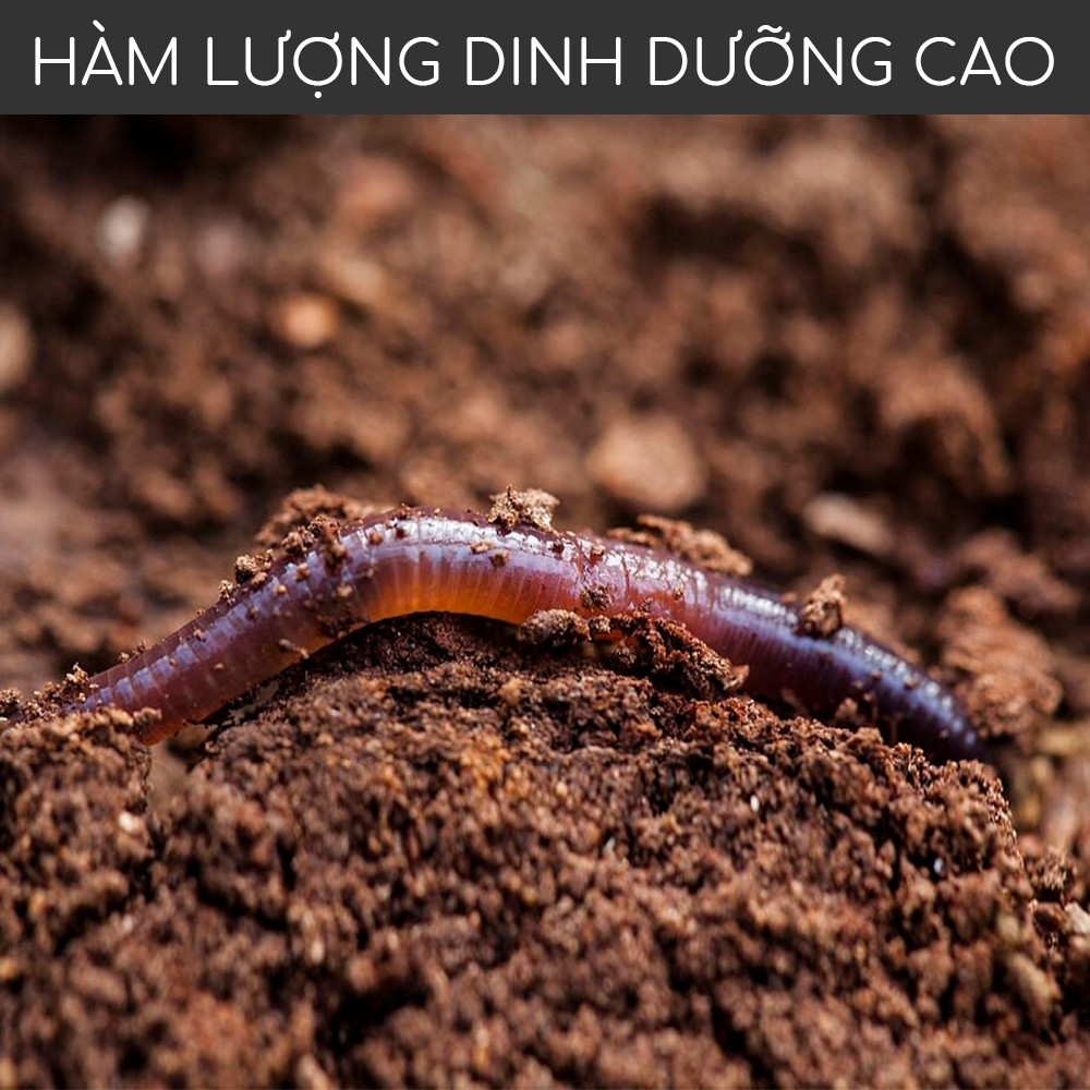 Mô tả Phân trùn quế nguyên chất MONROVIA, tan chậm hữu cơ bón cho hoa hồng, lan, cây cảnh, rau củ quả - 3