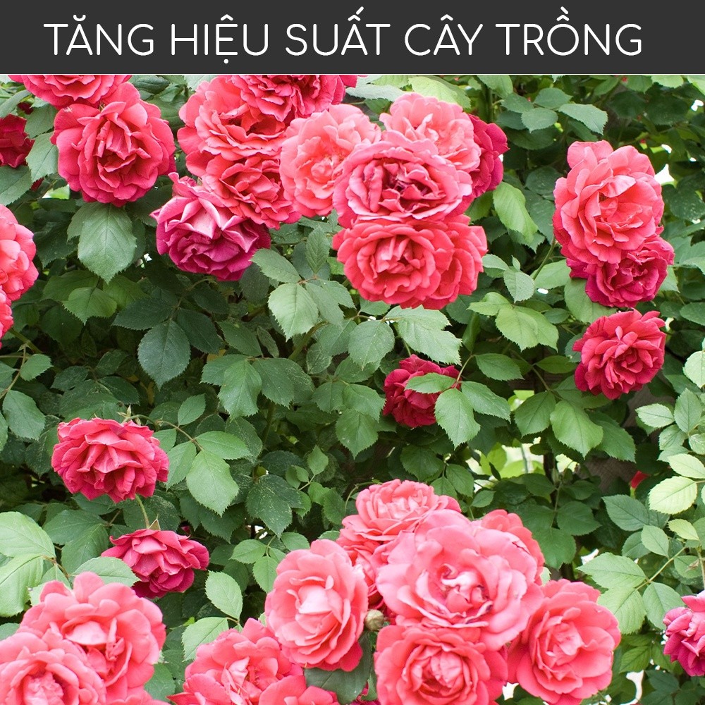Mô tả Phân trùn quế nguyên chất MONROVIA, tan chậm hữu cơ bón cho hoa hồng, lan, cây cảnh, rau củ quả - 4