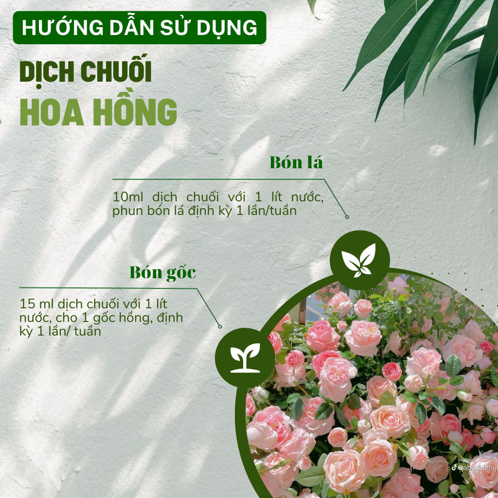 Mô tả Dịch chuối Humic hữu cơ DOCNEEM, phân bón hoa hồng, lan, cây cảnh, bông to, hoa sai, đậm màu, lâu tàn, dung tích 1 lít - 3