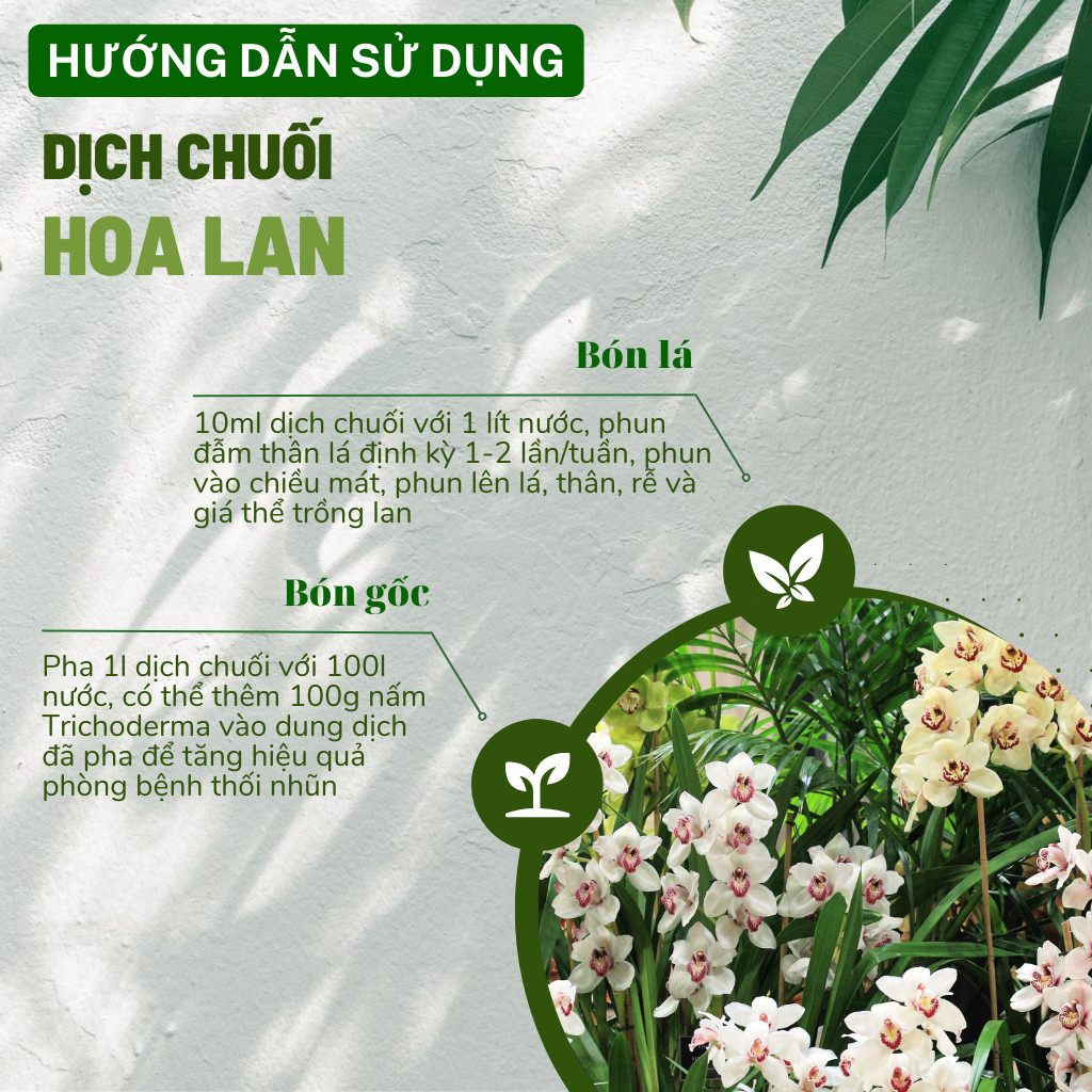 Mô tả Dịch chuối Humic hữu cơ DOCNEEM, phân bón hoa hồng, lan, cây cảnh, bông to, hoa sai, đậm màu, lâu tàn, dung tích 1 lít - 4