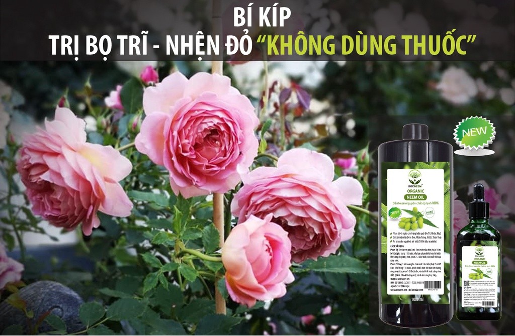 Mô tả Dầu neem oil DOCNEEM hữu cơ phòng trị sâu bệnh hoa hồng, phong lan, cây cảnh, nguyên chất ép lạnh, hàng chính hãng 500ml - 2