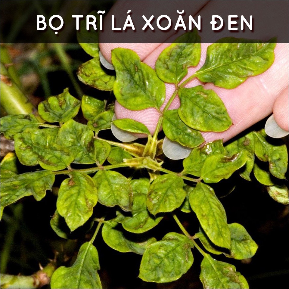 Mô tả Dầu neem oil DOCNEEM hữu cơ phòng trị sâu bệnh hoa hồng, phong lan, cây cảnh, nguyên chất ép lạnh, hàng chính hãng 500ml - 4