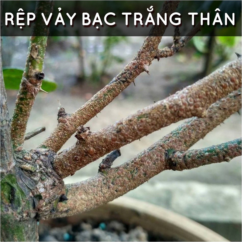 Mô tả Dầu neem oil DOCNEEM hữu cơ phòng trị sâu bệnh hoa hồng, phong lan, cây cảnh, nguyên chất ép lạnh, hàng chính hãng 500ml - 6