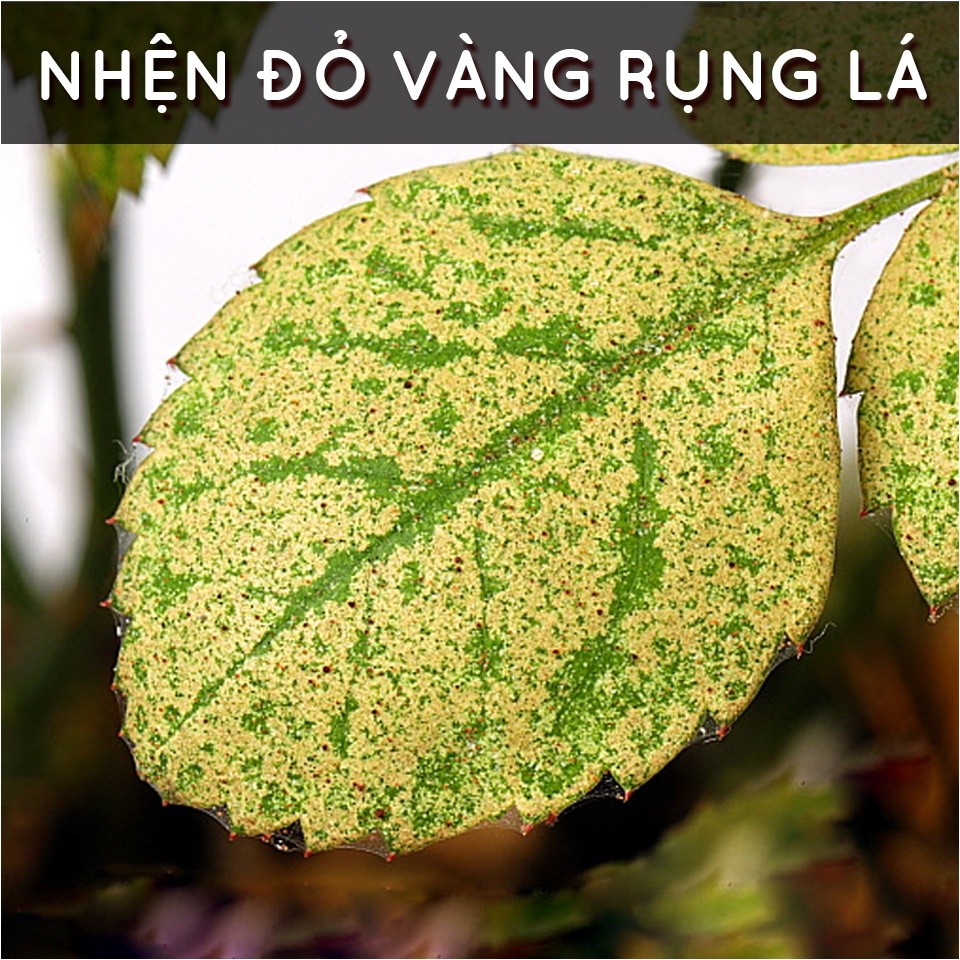 Mô tả Dầu neem oil DOCNEEM hữu cơ phòng trị sâu bệnh hoa hồng, phong lan, cây cảnh, nguyên chất ép lạnh, hàng chính hãng 500ml - 7