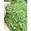 CỐM KHÔ THƠM DẺO TÚI 1KG