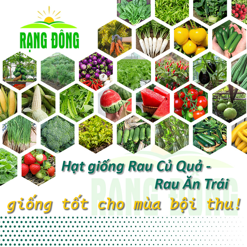 Hạt giống Rau Củ Quả trồng quanh năm, nảy mầm tốt, nhanh thu hoạch - Hạt giống Rạng Đông