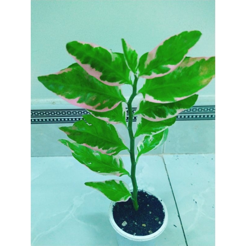 cây xương rồng euphoria var đỏ | Shopee Việt Nam