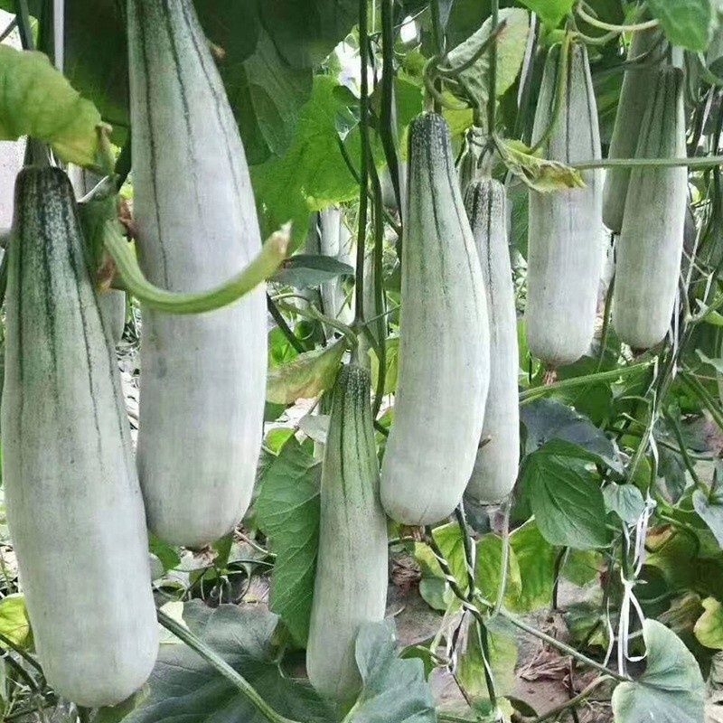 💥 Hạt Giống Dưa Lê Chuối Mật😊 Ngọt Lịm🤗 chất lượng vượt trội