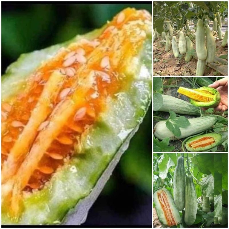 💥 Hạt Giống Dưa Lê Chuối Mật😊 Ngọt Lịm🤗 chất lượng vượt trội