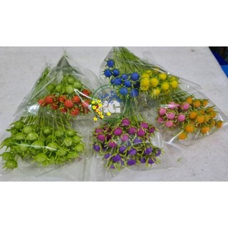Nụ hoa sao nhái(10 sp). Sản phẩm loại 1