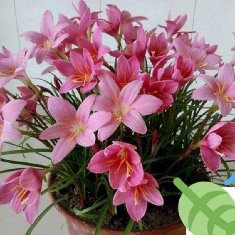 💖 Củ giống Hoa Huệ Mưa Nhiều Màu 20 củ 💯 Rất Đẹp💗 Cực kỳ dễ trồng, sống lâu năm