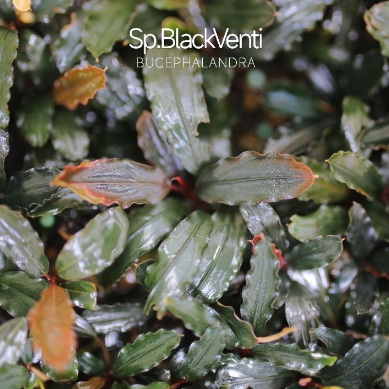 水草 BUCEPHALANDRA Nanga Pino Super Blue 水草 BUCEPHALANDRA Nanga Pino Super Blue Bucephalandra sp